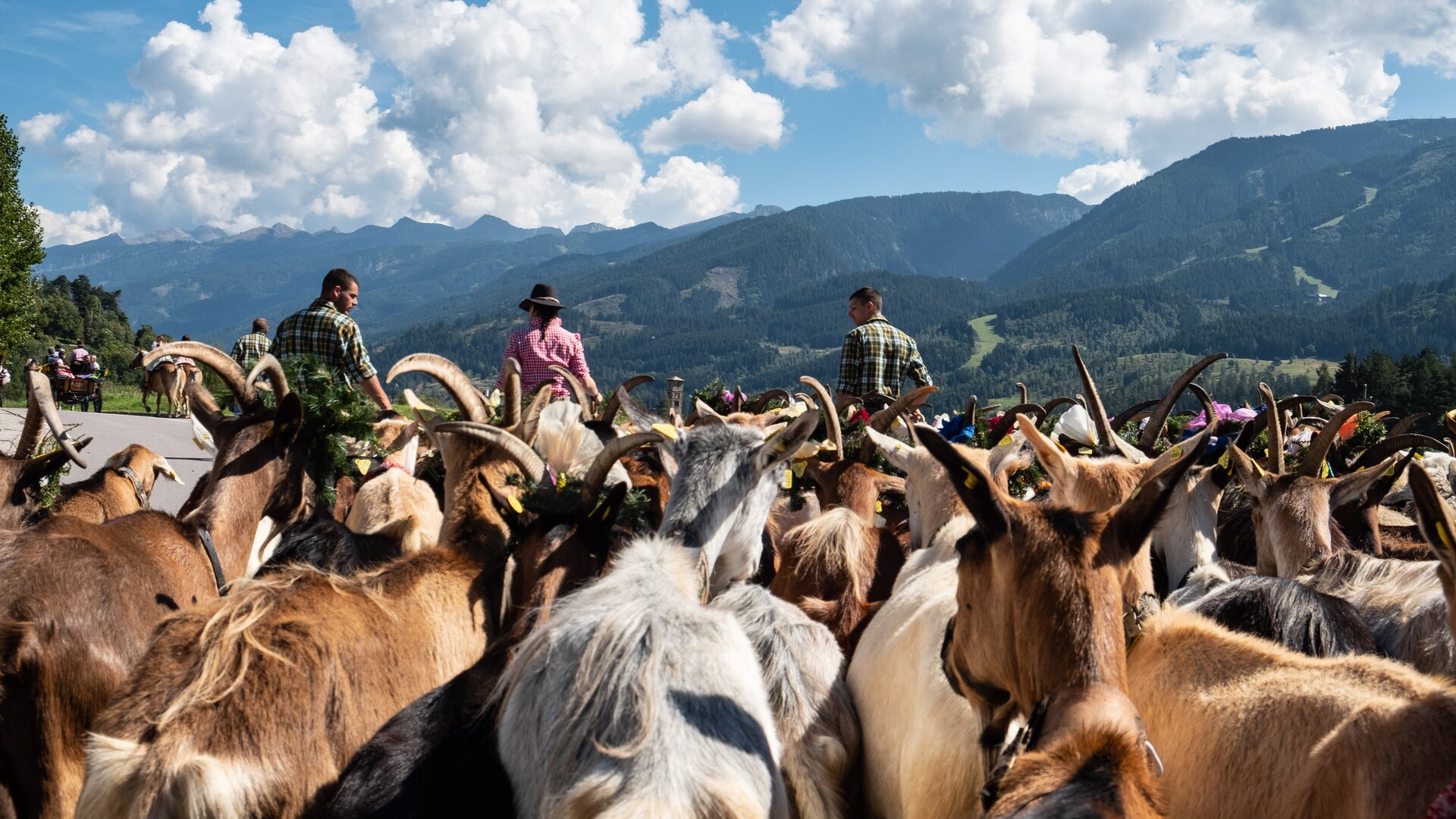 Gregge di capre segue i pastori in sfilata | © APT Fiemme e Cembra - foto di Max Piazzi