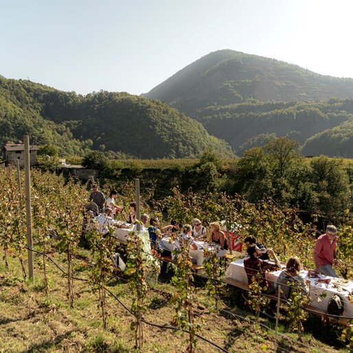 Amici mangiano su tavoli allestiti tra le vigne | © APT Fiemme e Cembra - Mattia Rizzi